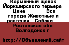 Карманный щенок Йоркширского терьера › Цена ­ 30 000 - Все города Животные и растения » Собаки   . Ростовская обл.,Волгодонск г.